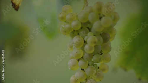 Bunch of green wine grapes