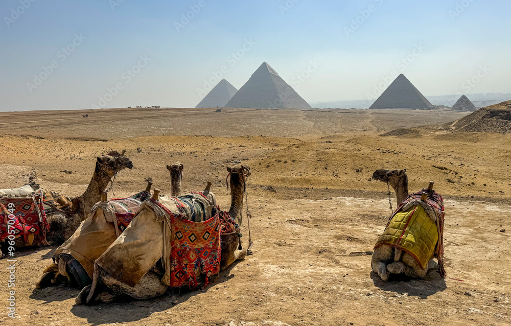 Fototapeta premium camels in the desert with Pyramids of Giza in the background