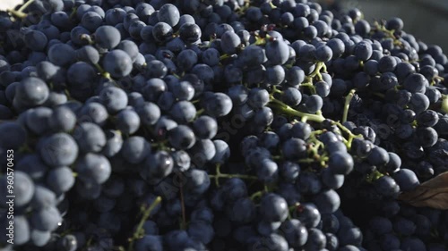 harvesting, grapes for red wine,