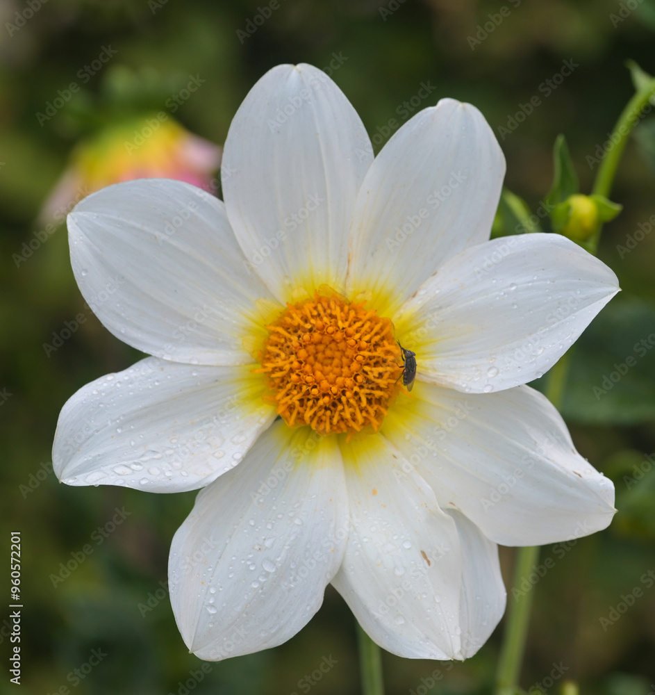 Beautiful close-up of a white dahlia Beautiful close-up of a white dahlia