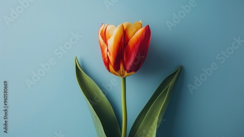 Close-up photo of a tulip flower with red and yellow petals on a blue backdrop.