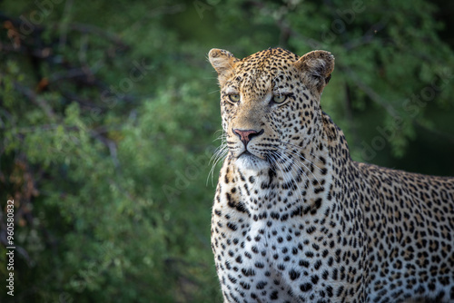 Leopard stare