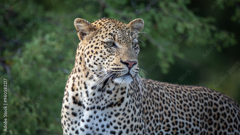 Fototapeta premium Leopard