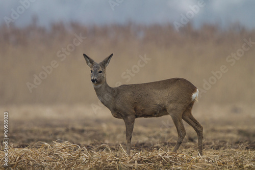 Fototapeta Naklejka Na Ścianę i Meble -  Sarna