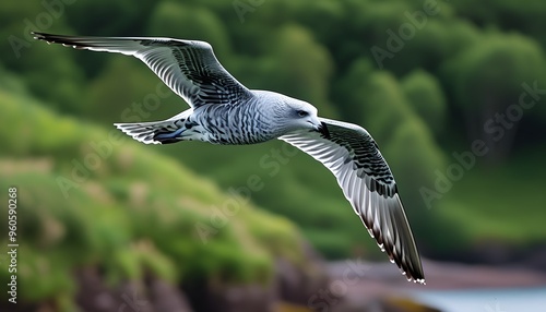 Majestic great skua soaring through the skies of Noss Island, Scotland, framed by vibrant green scenery photo