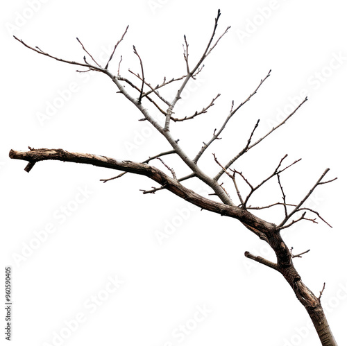 PNG Bare tree branch isolated white