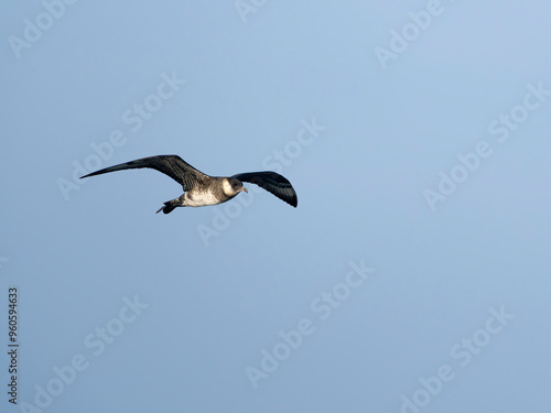 Pomarine skua or jaeger, Stercorarius pomarinus photo