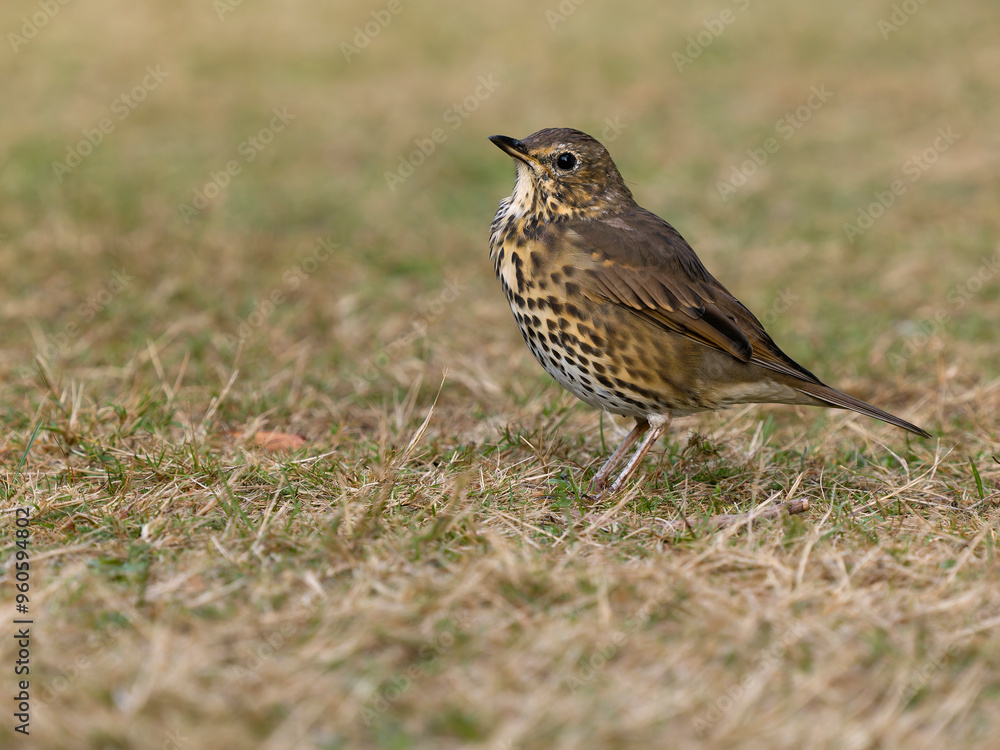 Song thrush, Turdus philomelo Song thrush, Turdus philomelo