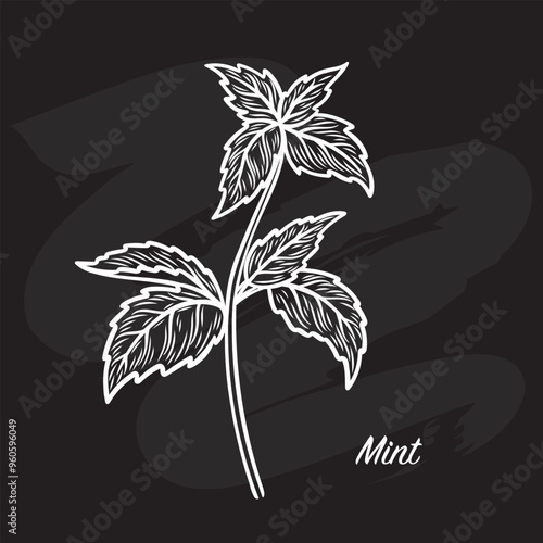 Sketch drawing of a mint branch