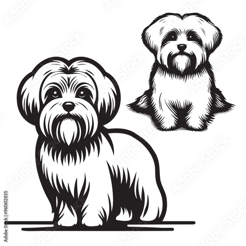 Maltese Dog Silhouettes , Cute Bichon Fris dog portrait vector, Maltese dog breed head vector illustration. Pet portrait in style of hand drawn black doodle, Maltese Beloved Companion Breed photo