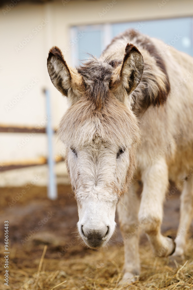 Fototapeta premium Donkey up close in a spacious pen, peacefully grazing, surrounded by wooden fencing.