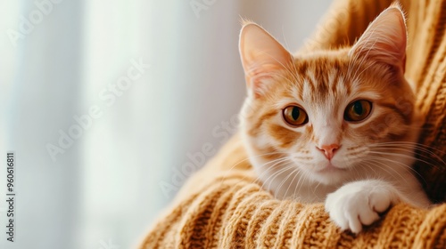 Close-up of an adorable orange tabby cat cuddling in a warm, cozy sweater, looking content and relaxed. Perfect for pet lovers and cozy themes. photo