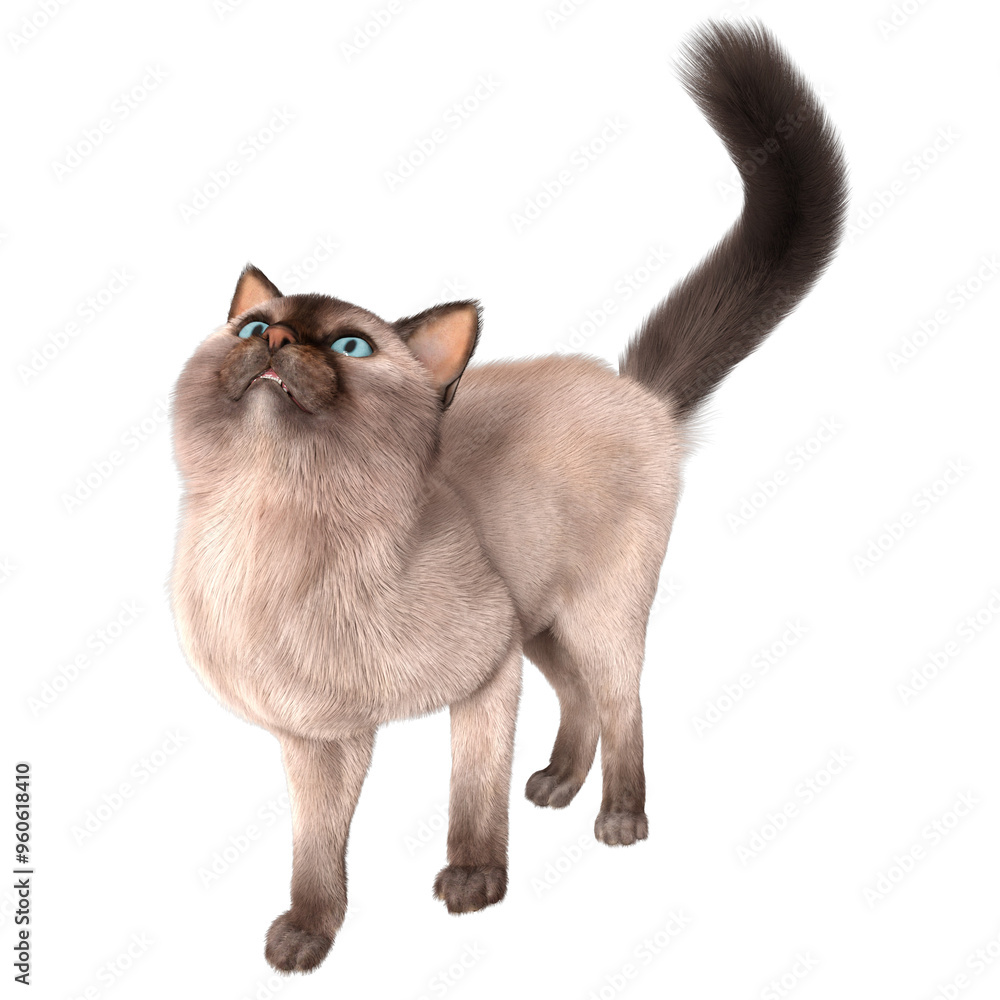 3D rendered illustration of a Siam cat isolated on a transparent background 3D rendered illustration of a Siam cat isolated on a transparent background