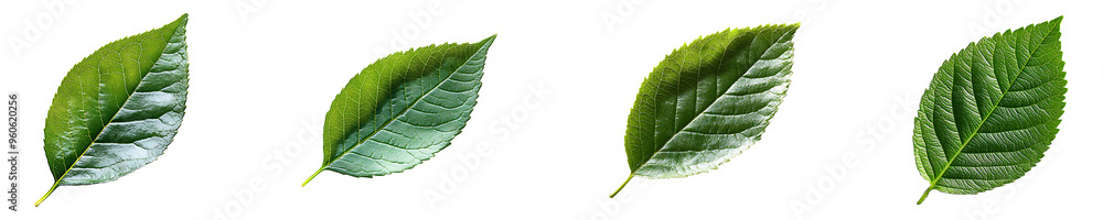 Obraz premium Set, collection of a green leaf with a shadow cast on it isolated on transparent background.