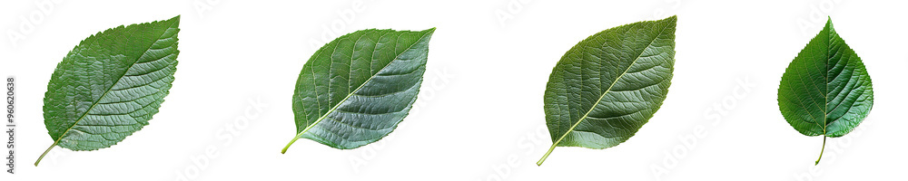 Obraz premium Set, collection of a leaf with a green backdrop isolated on transparent background.