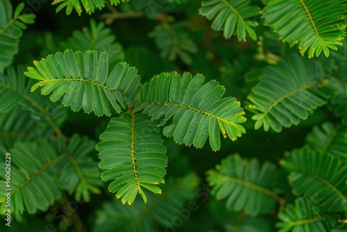 Photo of mimosa pudica leaves