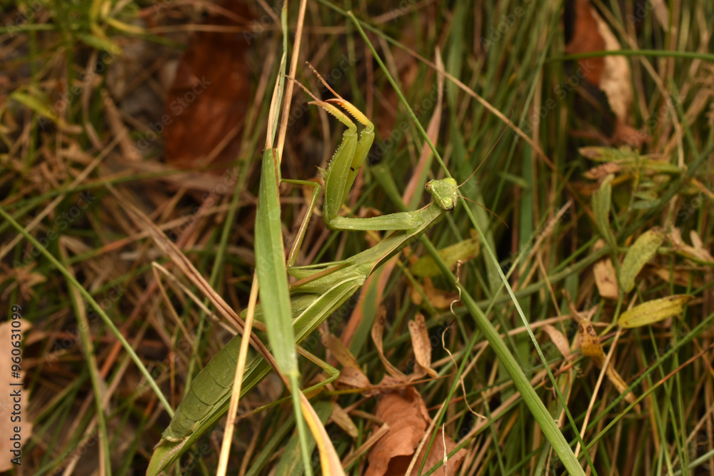 The picture shows a green insect, a praying mantis. The praying mantis is hiding in the grass. The picture shows a green insect, a praying mantis. The praying mantis is hiding in the grass.