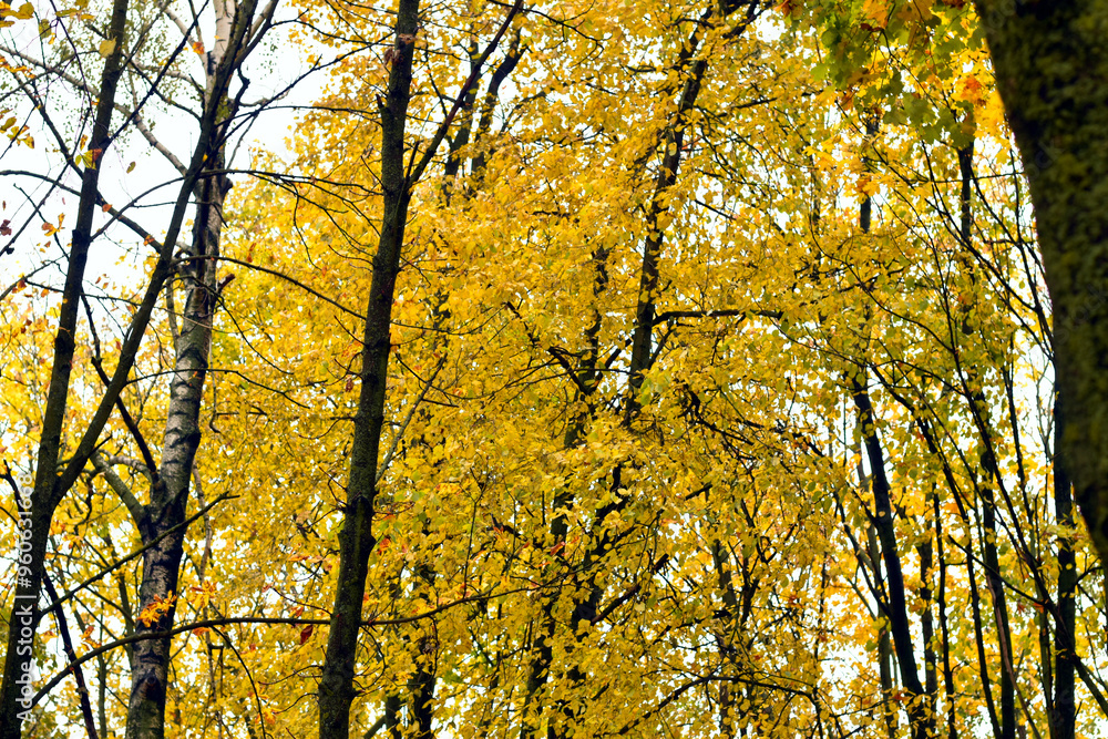 Autumn. The tree crowns turned yellow in autumn.