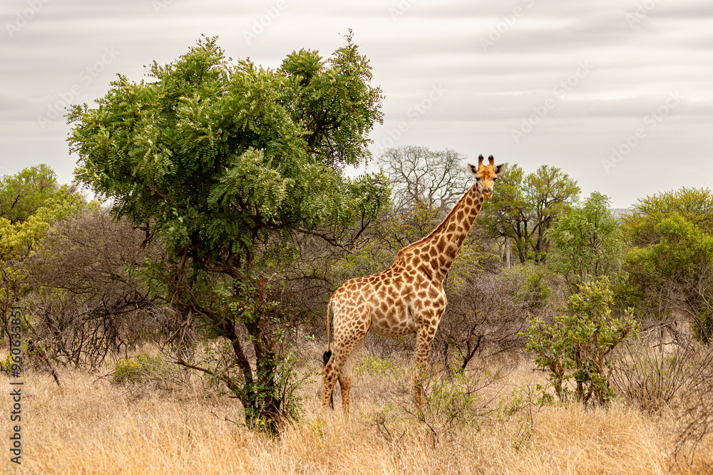 Fototapeta premium Girafa em Pé Entre a Vegetação da Savana Africana