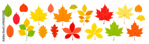 Set of autumn leaves in cartoon style. Vector illustration of leaves of different colors and types: maple, oak, ginkgo, birch, chestnut, walnut, branches isolated on white background. Autumn season.
