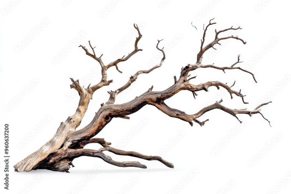 Dead Branches. Silhouette of Deciduous Tree Branch on White Background Dead Branches. Silhouette of Deciduous Tree Branch on White Background