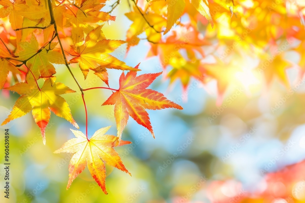 beautiful maple leaves in a autumn sunny day in forest beautiful maple leaves in a autumn sunny day in forest