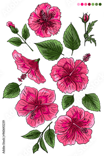 Hibiscus tropical flower sketch on white background. Botany vector illustration