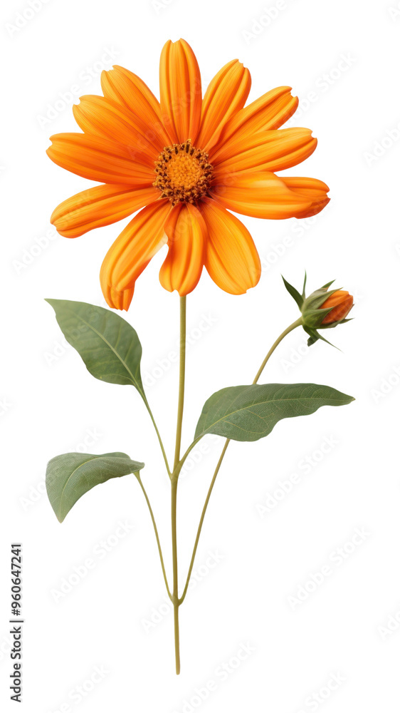 PNG Mexican sunflower petal plant daisy. PNG Mexican sunflower petal plant daisy.