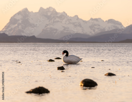 Black necked swan with Monte Balmaceda at the background photo