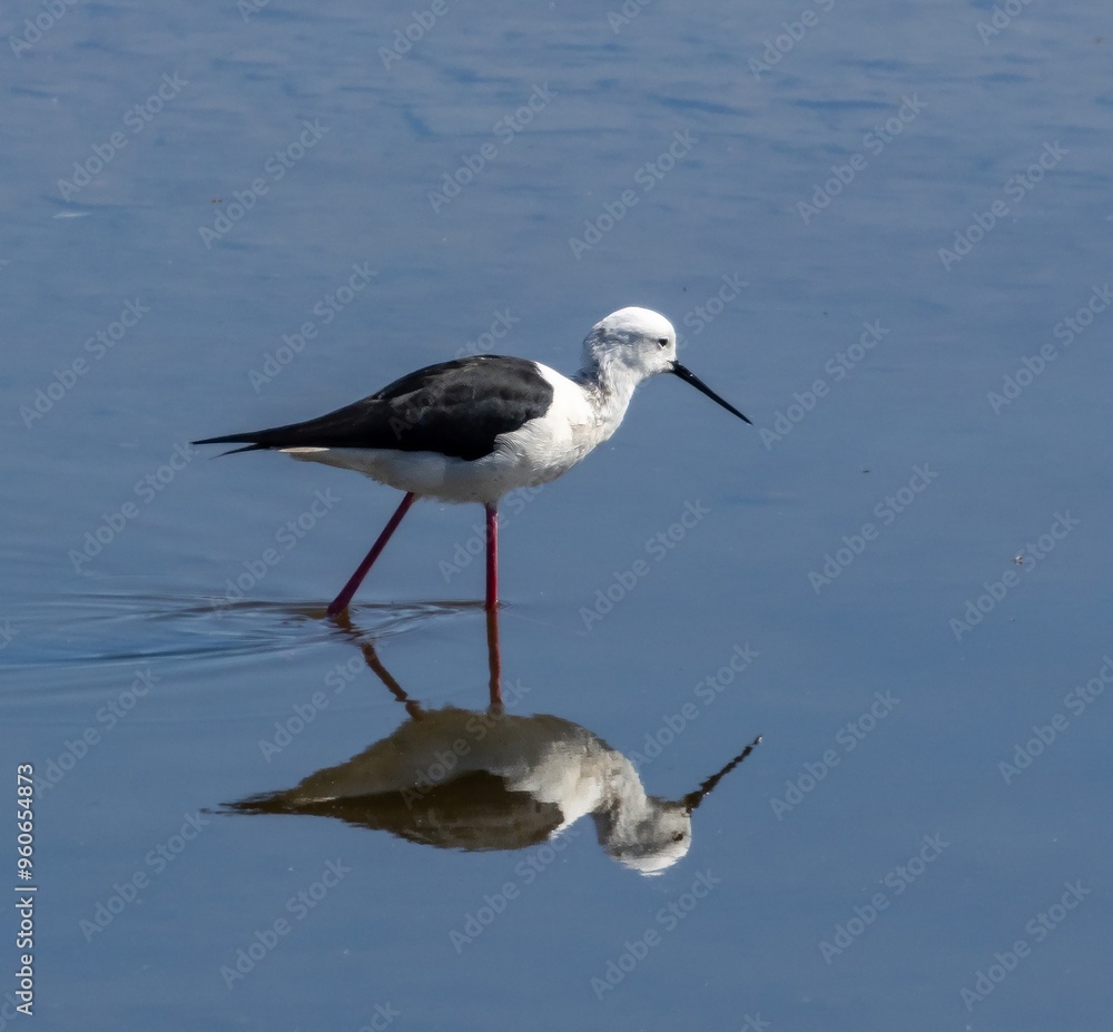 Black-winged Stilt (Himantopus himantopus) in a pond at nature reserve Guadalhorce, near Malaga in Andalusia, Spain.