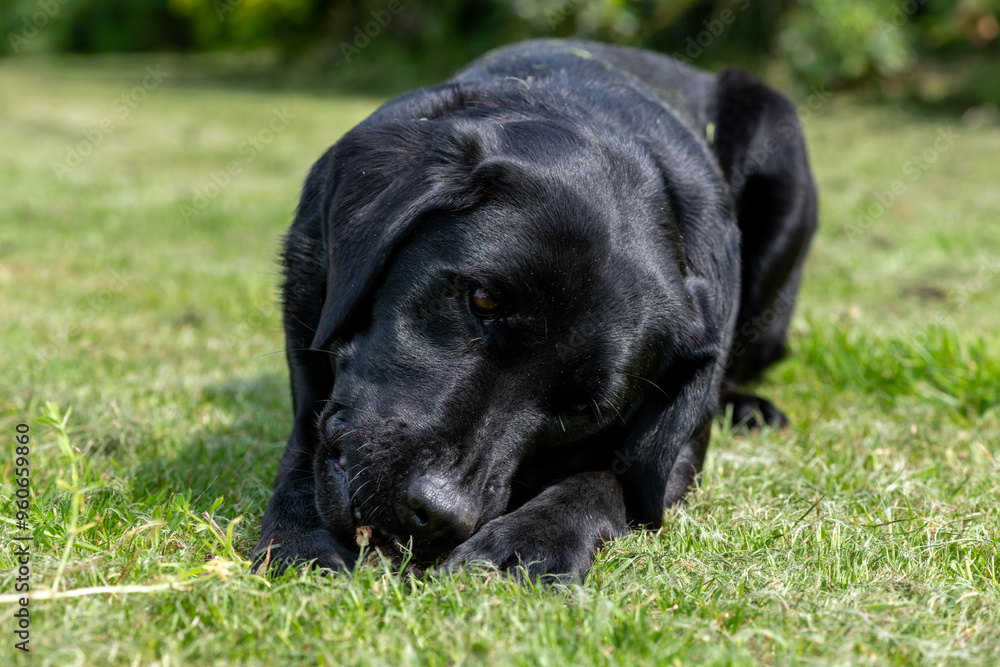 Portrait of a black Labrador chewing a stick Portrait of a black Labrador chewing a stick