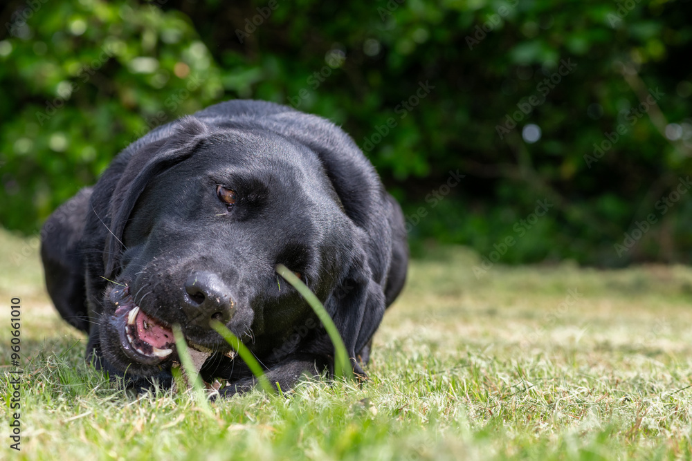 Portrait of a black Labrador chewing a stick Portrait of a black Labrador chewing a stick