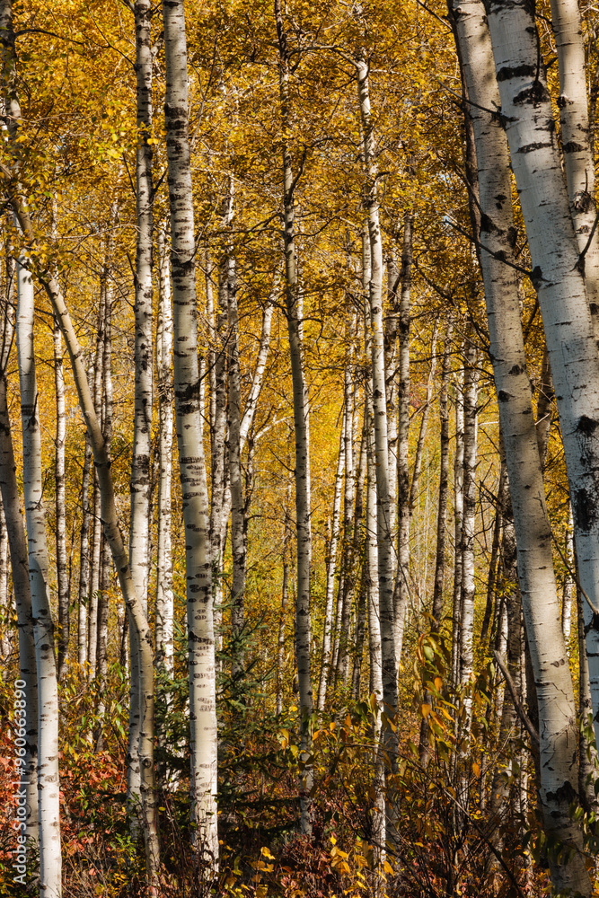 The colorful yellow of the autumn birch leaves lights up the woods with the October morning sunshine near Harshaw, Wisconsin The colorful yellow of the autumn birch leaves lights up the woods with the October morning sunshine near Harshaw, Wisconsin