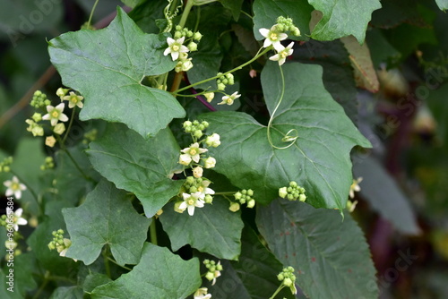 Blühender Zweig einer Zaunrübe photo