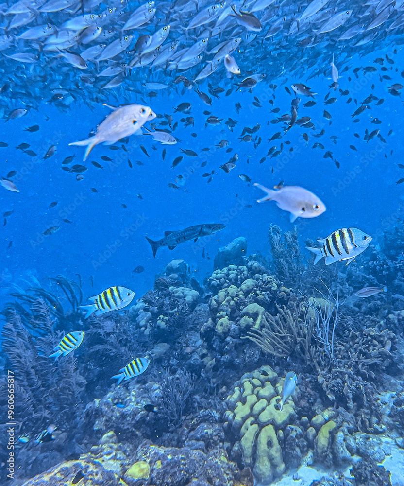 Fototapeta premium Baitball off the coast of the Cariibean island of Bonaire
