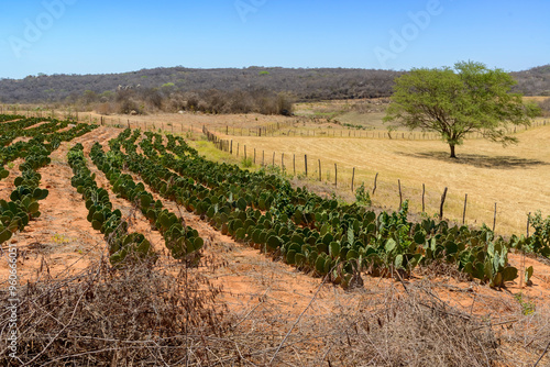 Palm plantation in the Caatinga Biome, in the northeastern region of Brazil during the dry season, to feed cattle. Matureia, Paraíba, Brazil. photo