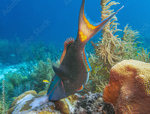 queen parrotfish ,Scarus vetula  feeding on Coral photo