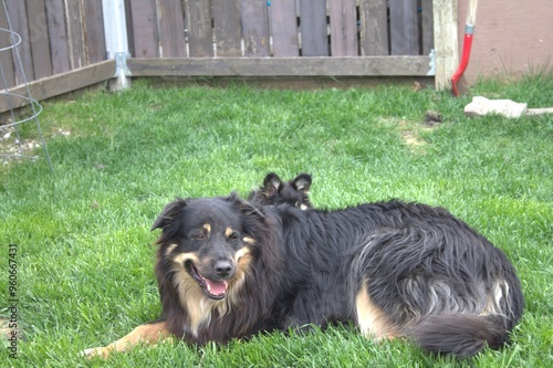 australien shepard german shepard mix older dog with little pup behind