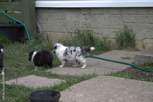 blue merle sheltie following another black and white sheltie