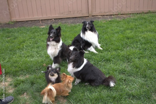 four black and white shelties and a chihuahua photo