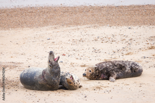 Grey seals mating on beach, Horsey Gap, Norfolk, UK photo