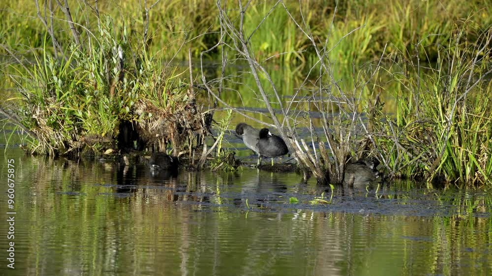 American Coot families in Elk Island National Park, Edmonton. Captures nesting, feeding, and nurturing behaviors in a serene, natural habitat. Ideal for nature and wildlife content American Coot families in Elk Island National Park, Edmonton. Captures nesting, feeding, and nurturing behaviors in a serene, natural habitat. Ideal for nature and wildlife content