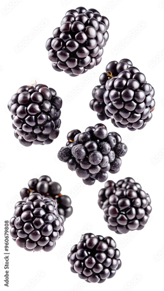 Falling Blackberry isolated on white background Falling Blackberry isolated on white background