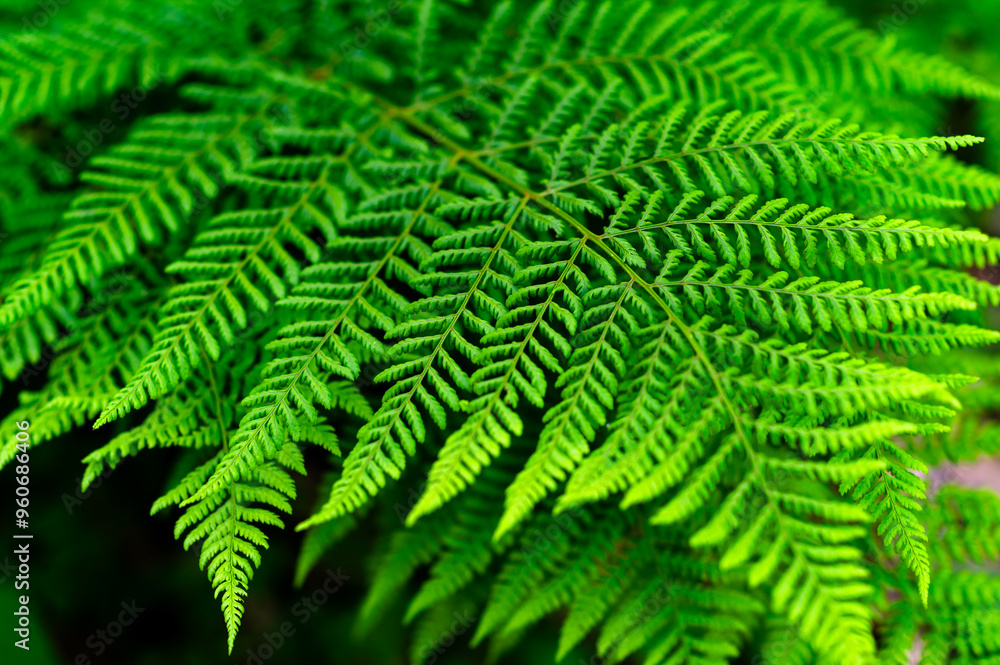 fern leaves fern leaves