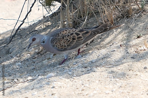 European turtle dove bird, latin name Streptopelia turtur, exploring sandy shoreline with dried grass in background. Summer daylight sunshine, location near Nin town, Zadar district, Croatia.  photo