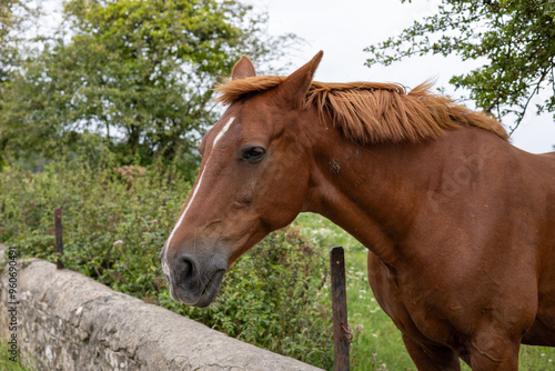 portrait of a horse