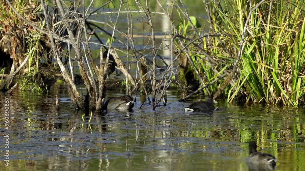 American Coot families in Elk Island National Park, Edmonton. Captures nesting, feeding, and nurturing behaviors in a serene, natural habitat. Ideal for nature and wildlife content American Coot families in Elk Island National Park, Edmonton. Captures nesting, feeding, and nurturing behaviors in a serene, natural habitat. Ideal for nature and wildlife content