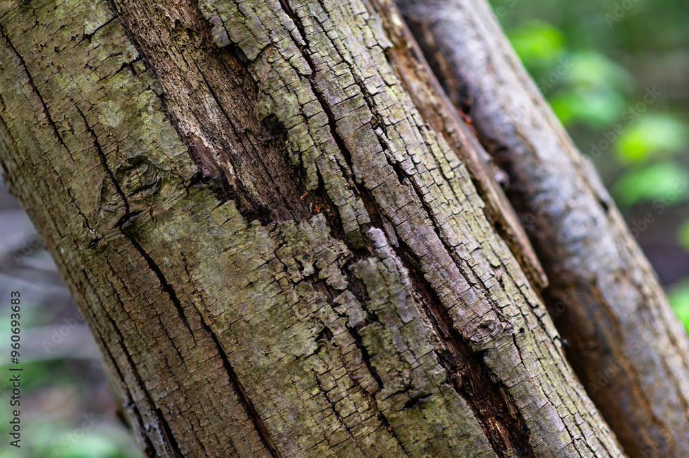 Obraz premium tree trunk texture