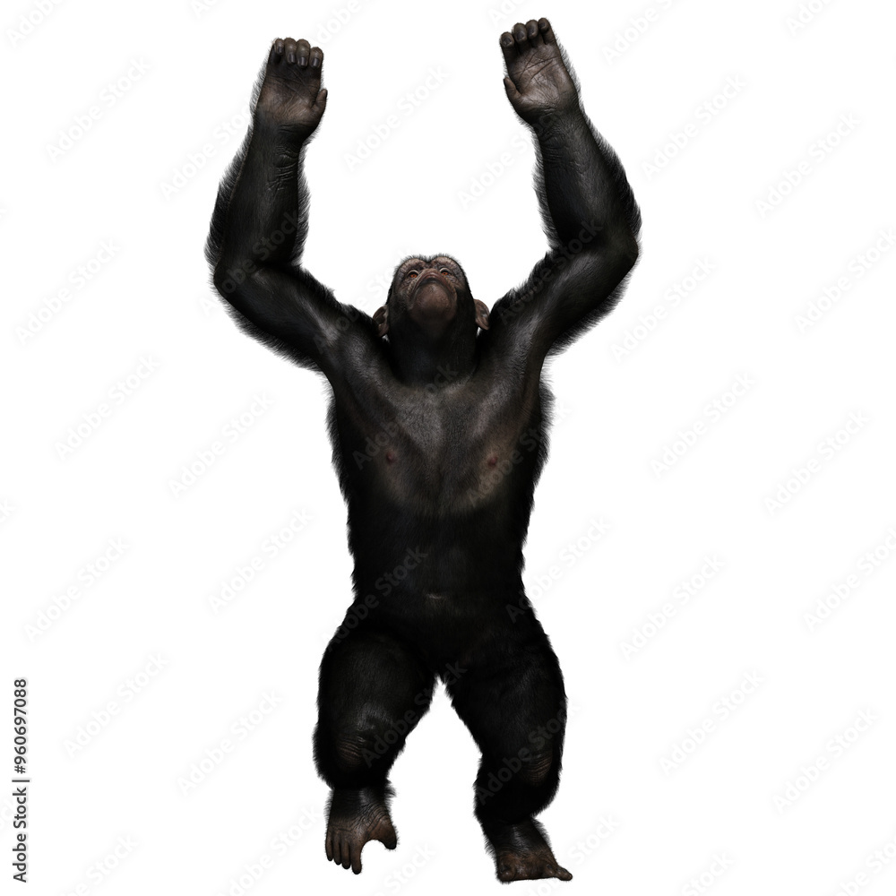 3D rendered illustration of a chimpanzee isolated on a transparent background 3D rendered illustration of a chimpanzee isolated on a transparent background
