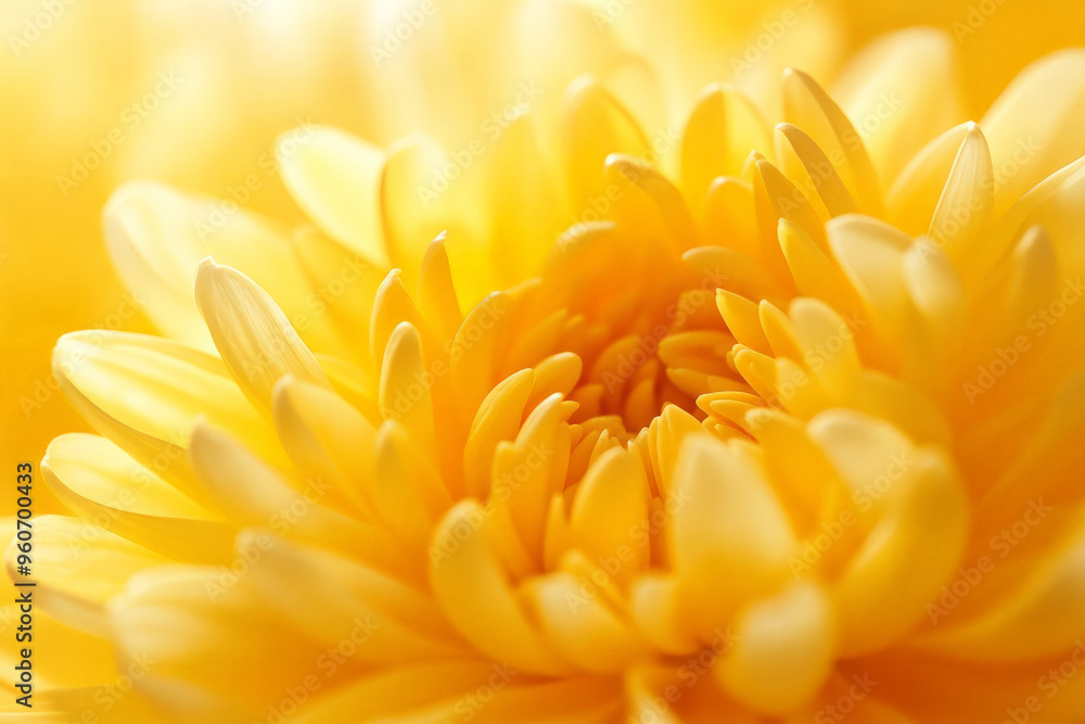 A close-up macro shot of soft, yellow chrysanthemum petals, with intricate details and a warm, cheerful glow, perfect for a bright, sunny background. A close-up macro shot of soft, yellow chrysanthemum petals, with intricate details and a warm, cheerful glow, perfect for a bright, sunny background.